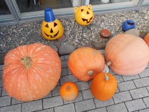 カボチャじゃないのも混ざっていますよ!