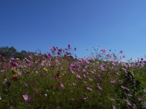 DSCN2788